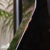 Gibson Explorer Gothic Ebony 2001 USA электрогитара