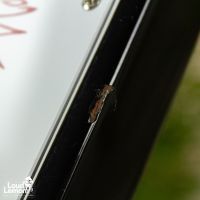 Gibson Firebird V Vintage Sunburst 2013 USA электрогитара